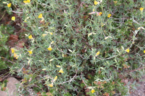 Argyrolobium zanonii, photograph 3