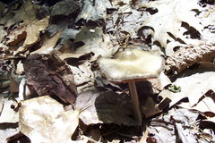 Entoloma vernum