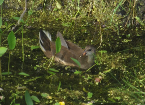iNaturalist image