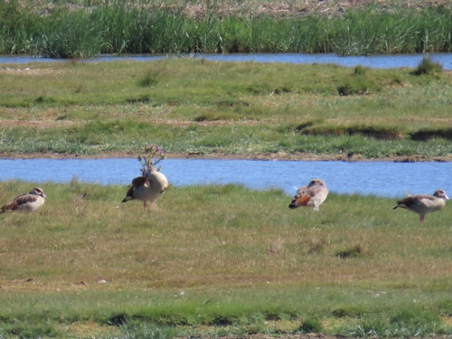 iNaturalist image