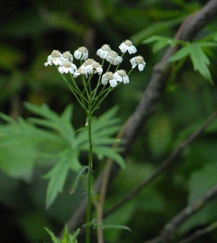 Achillea impatiens, photograph 6