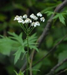 Achillea impatiens, photograph (c) Марина Садыкова, some rights reserved (CC BY)