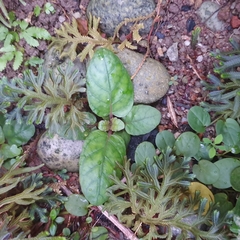 Strobilanthes reptans