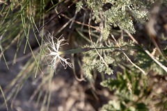 Dianthus kuschakewiczii, photograph (c) Dr. Alexey Yakovlev, some rights reserved (CC BY)
