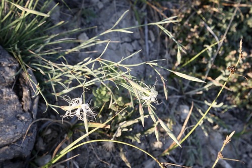 Dianthus kuschakewiczii, photograph 2