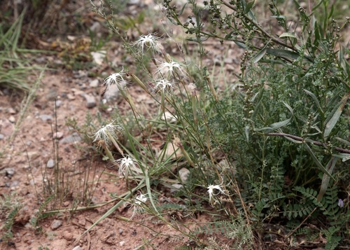 Dianthus kuschakewiczii, photograph 4