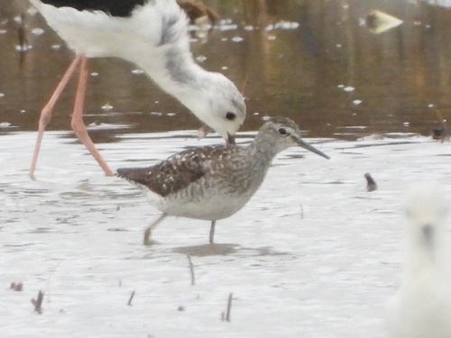 iNaturalist image