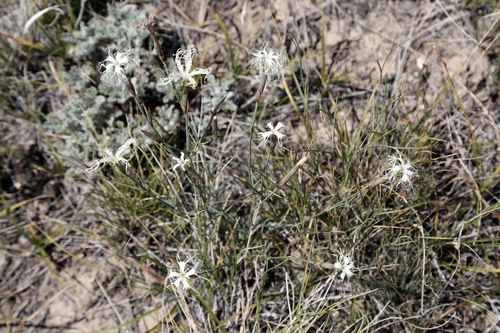 Dianthus kuschakewiczii
