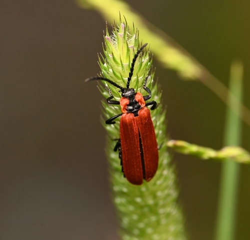 Lygistopterus sanguineus