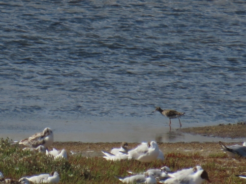 iNaturalist image