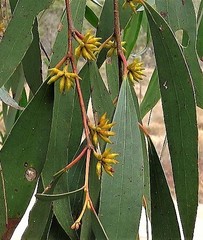 Eucalyptus stellulata