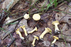 Cantharellus phasmatis