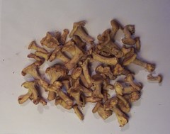 Cantharellus phasmatis
