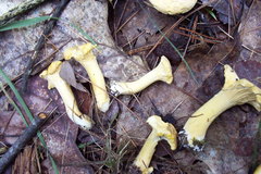 Cantharellus phasmatis
