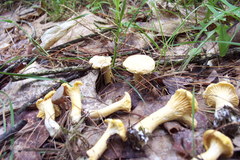 Cantharellus phasmatis