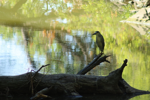 iNaturalist image