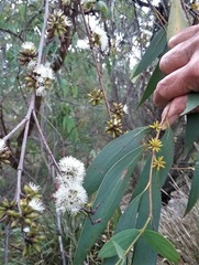 Eucalyptus stellulata