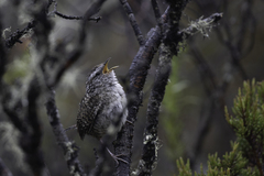 Merida Wren photo 1