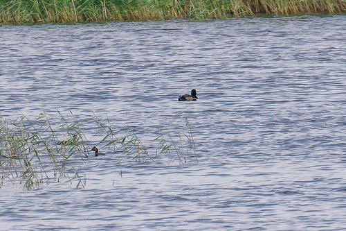 iNaturalist image