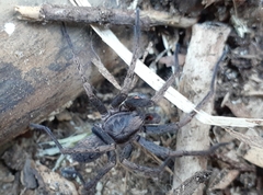 Uliodon albopunctatus