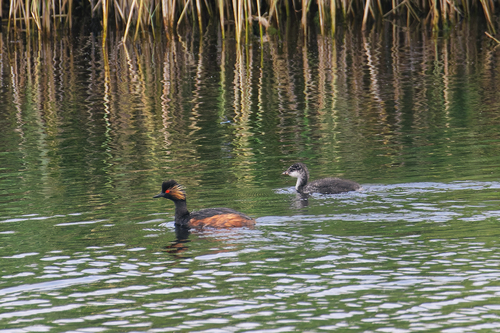 iNaturalist image