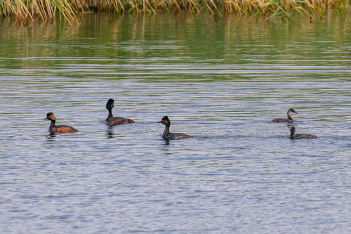 iNaturalist image