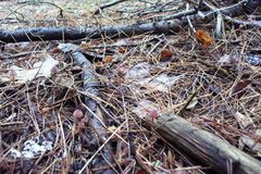 Mycena sanguinolenta