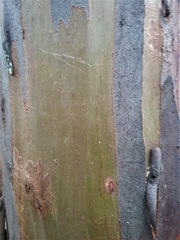 Eucalyptus stellulata