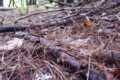 Mycena sanguinolenta