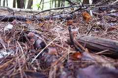 Mycena sanguinolenta