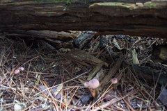 Mycena sanguinolenta