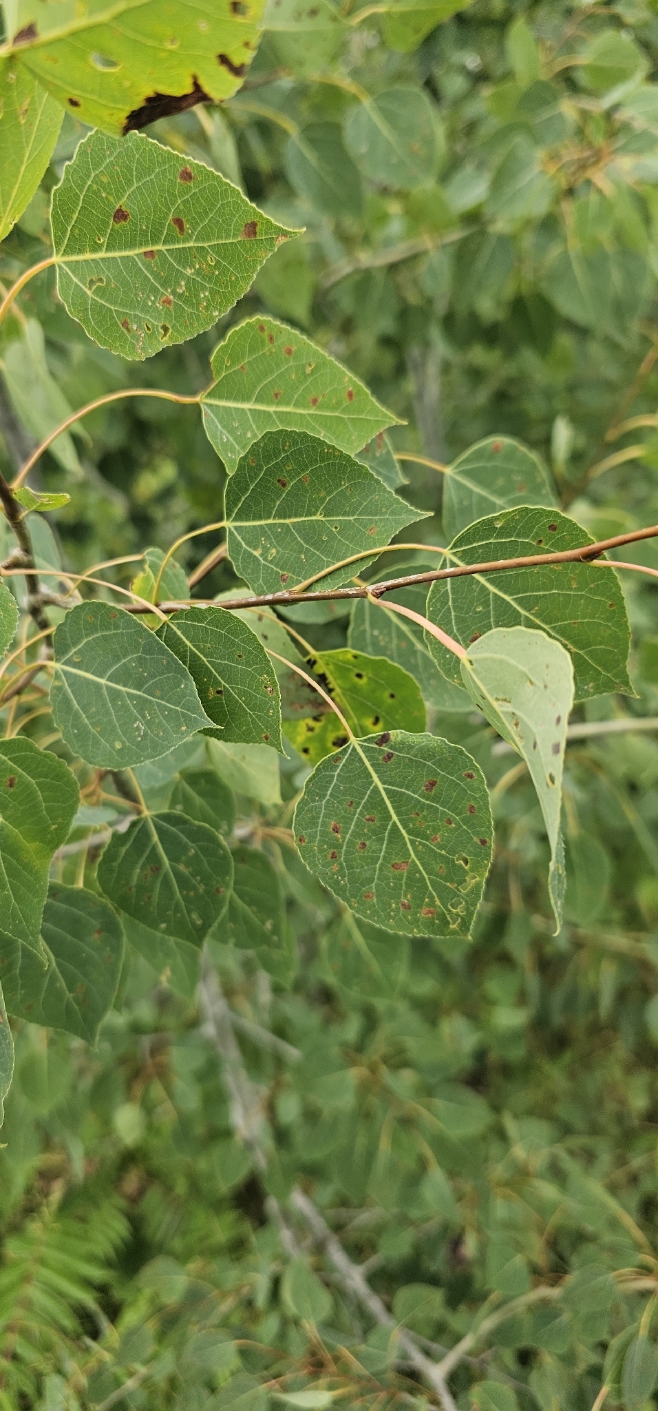 Populus tremuloides