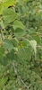 Quaking Aspen - Photo (c) Nathan Perkins, some rights reserved (CC BY-NC), uploaded by Nathan Perkins