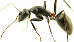 Camponotus fergusoni