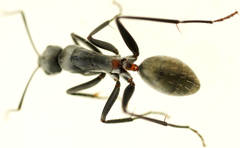 Camponotus fergusoni