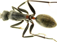 Camponotus fergusoni