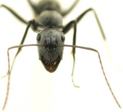 Camponotus fergusoni