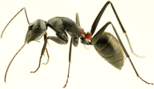 Camponotus fergusoniCamponotus fergusoni