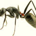 Camponotus fergusoni - Photo (c) Ellura Sanctuary, μερικά δικαιώματα διατηρούνται (CC BY-NC), uploaded by Ellura Sanctuary
