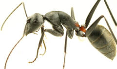 Camponotus fergusoni