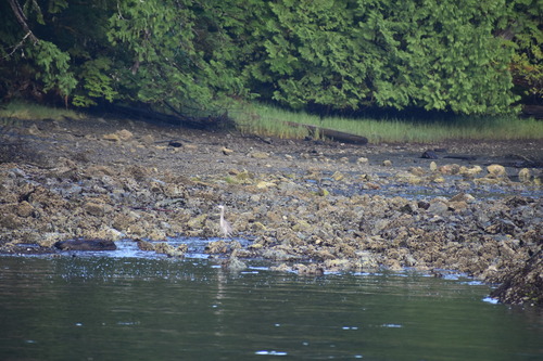 Great Blue Heron