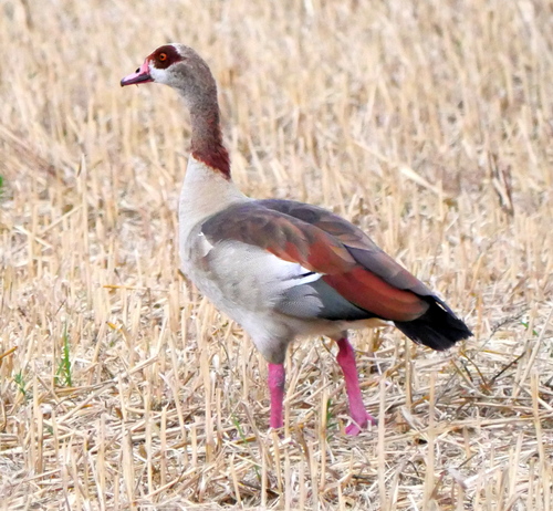 iNaturalist image