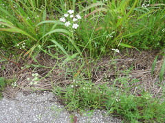 Torilis arvensis recta