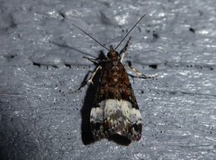 Scoparia minusculalis