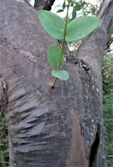 Eucalyptus stellulata