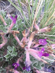 Astragalus newberryi