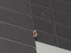 Cosmotriche discitincta