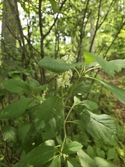 Clethra alnifolia