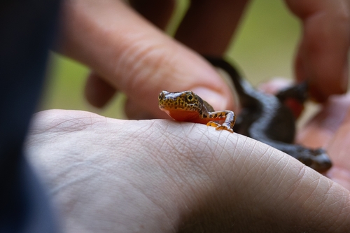 Alpine Newt