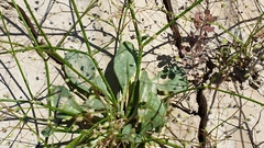 Eriogonum ordii